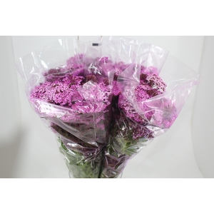 ACHILLEA MILLEFOLIUM PINK TINTURADA 060 CM