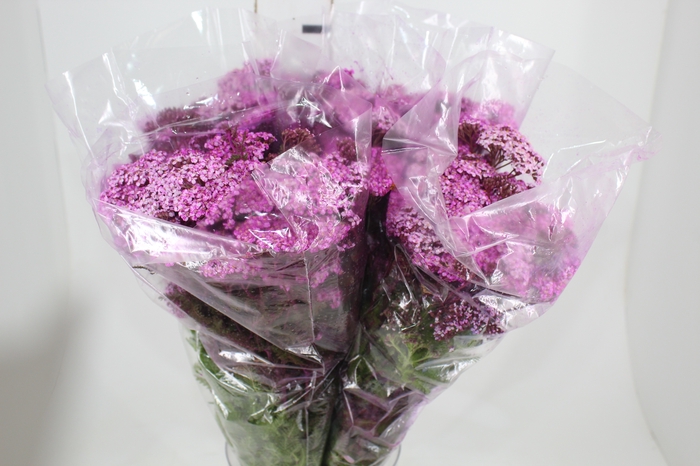 <h4>ACHILLEA MILLEFOLIUM PINK TINTURADA 060 CM</h4>