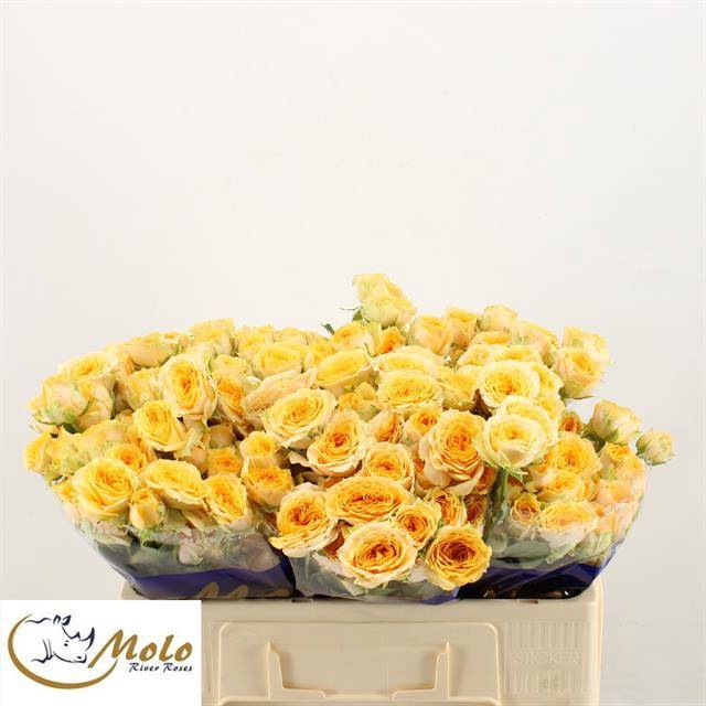 <h4>R Tr Limasol Molo</h4>