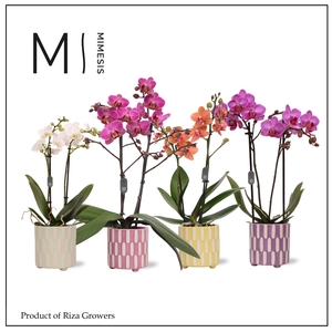Phalaenopsis Mix 2 spike – 9cm in Jolie | Mimesis