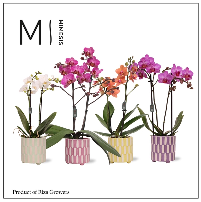 <h4>Phalaenopsis Mix 2 spike – 9cm in Jolie | Mimesis</h4>