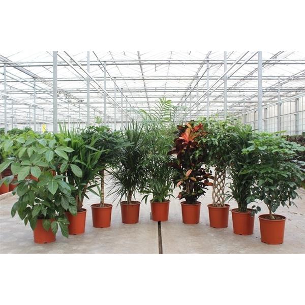 <h4>Mixkar 1425</h4>