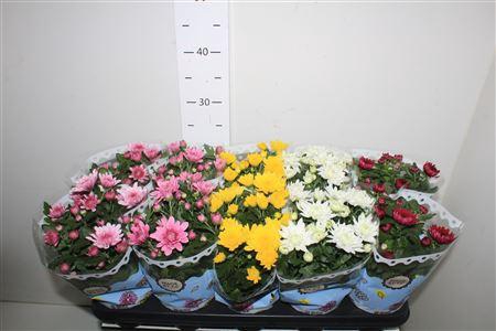 <h4>Chrys Gevuldbl Gem</h4>