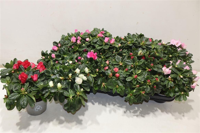 <h4>Rhodo Si Gem</h4>