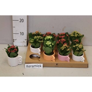 ARR KALANCHOE