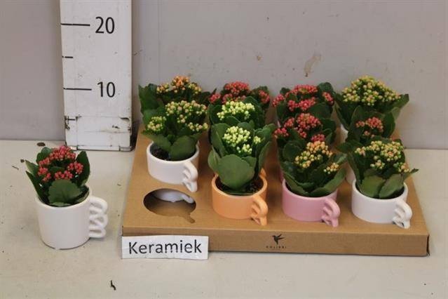 <h4>ARR KALANCHOE</h4>