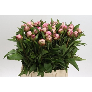 Paeonia Gardenia