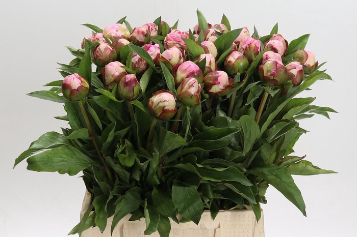<h4>Paeonia Gardenia</h4>