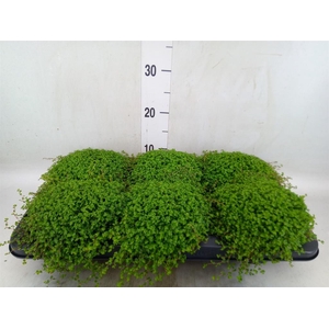 Soleirolia soleirolii   ...green