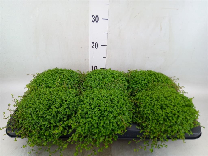 <h4>Soleirolia soleirolii   ...green</h4>