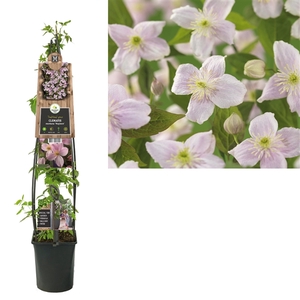 Clematis montana 'Mayleen' +3.0 label