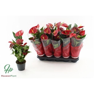 Anthu An Success Red