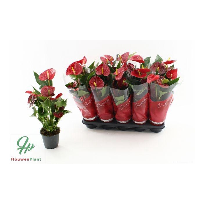 <h4>Anthu An Success Red</h4>