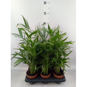Chamaedorea cataractarum