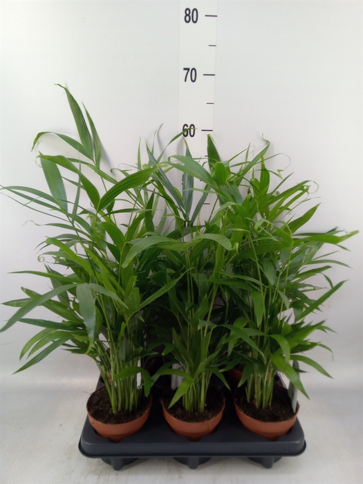 <h4>Chamaedorea cataractarum</h4>
