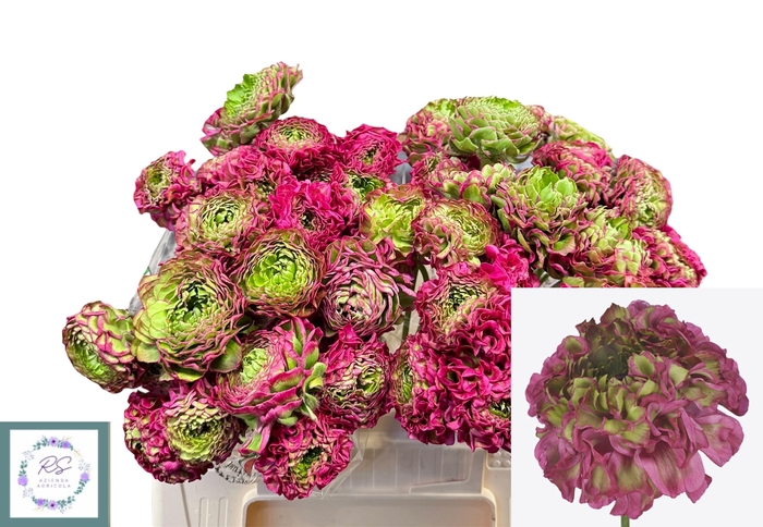 <h4>RAN PON PON ALADDIN</h4>