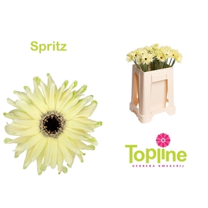 GERBERA GBK 'PASTINI SPRITZ'