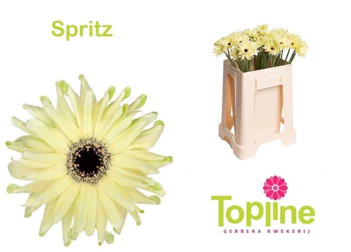 <h4>GERBERA GBK 'PASTINI SPRITZ'</h4>