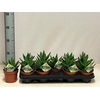 arr8 Aloe Perfoliata