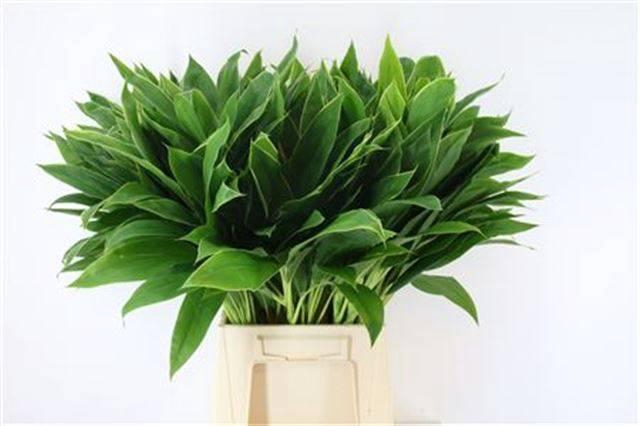 <h4>DECOGROEN GROOT BLAD</h4>