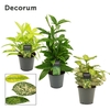 Dracaena mix 12 cm (Decorum)