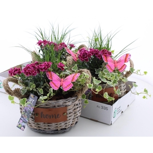 ARR TUINPLANTEN