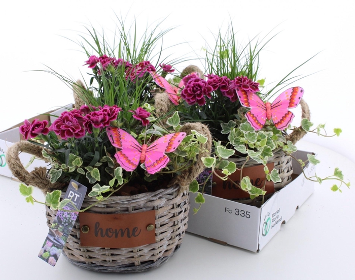 <h4>ARR TUINPLANTEN</h4>