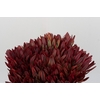 Leucadendron Senorita