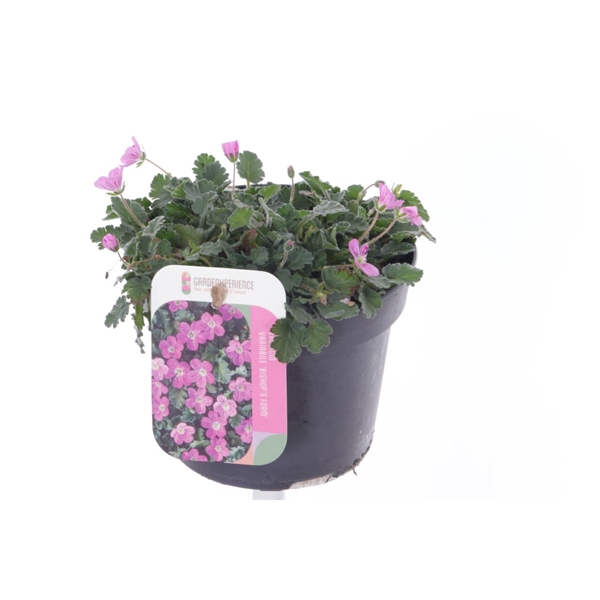 <h4>Erodium var. Bishop's Form</h4>