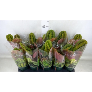 Maranta leuc. 'Fascinator'