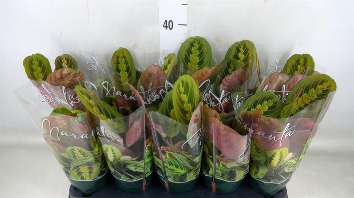 <h4>Maranta leuc. 'Fascinator'</h4>