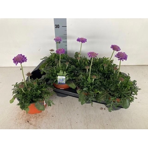 SCAB CO BUTTERFLY BL