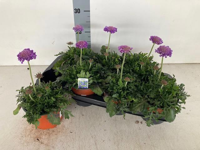 <h4>SCAB CO BUTTERFLY BL</h4>