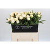 Paeonia Madame Claude Tain
