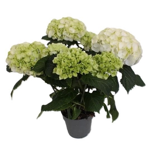 Hydrangea WIT
