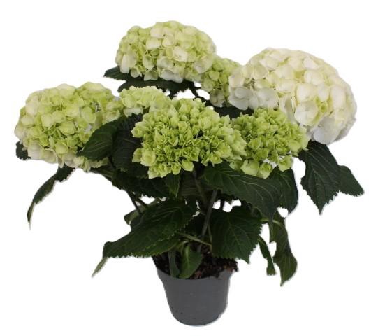 <h4>Hydrangea WIT</h4>