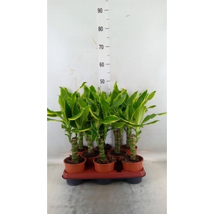 Dracaena frag. 'Golden Coast'