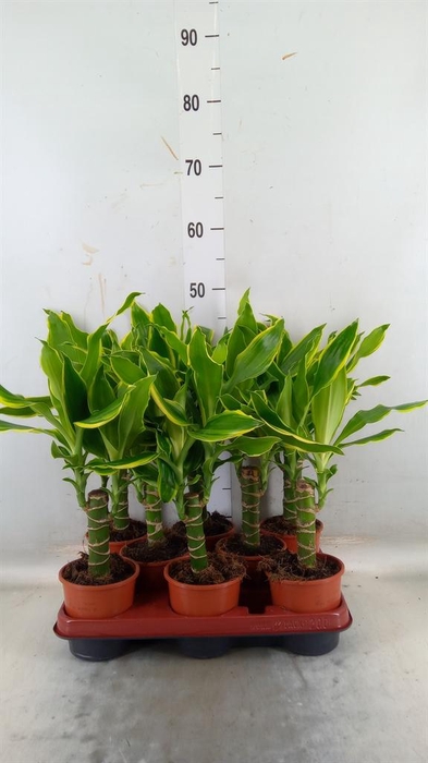 <h4>Dracaena frag. 'Golden Coast'</h4>