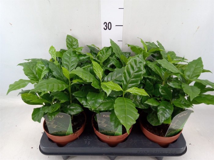 <h4>Coffea arabica</h4>