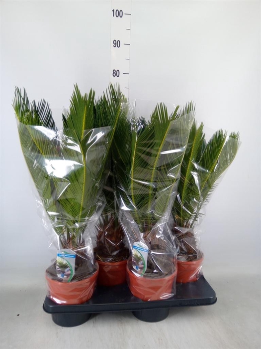 <h4>Cycas revoluta</h4>