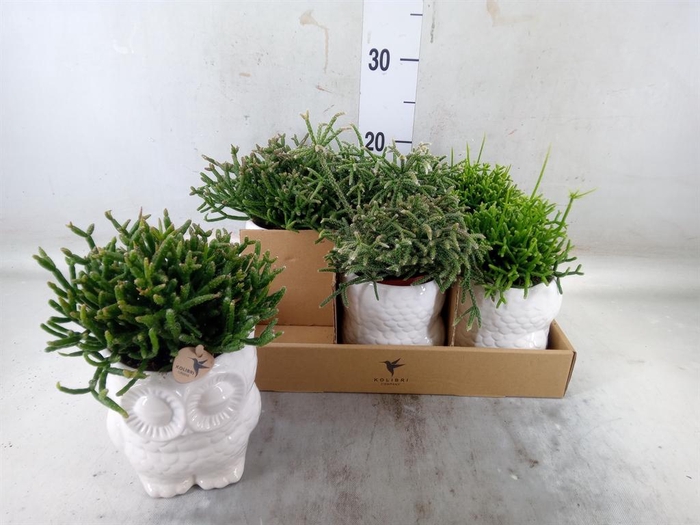 <h4>Rhipsalis ...mix</h4>