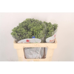 Eryngium Pl Mag Purple Star