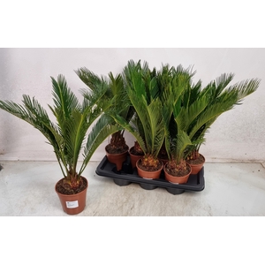 CYCAS REVOLUTA