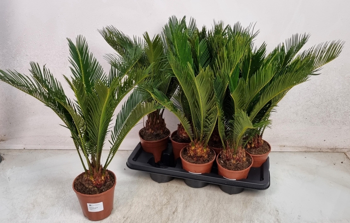 <h4>CYCAS REVOLUTA</h4>
