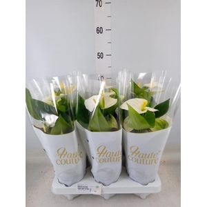 Anthurium andr. 'Cocos'