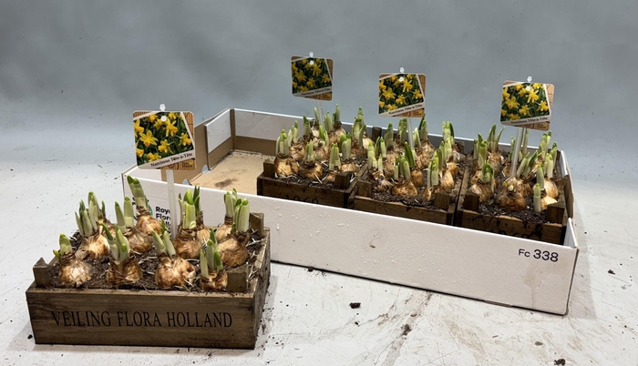 arr8 Arr N Tete A Tete In Houten Kistje