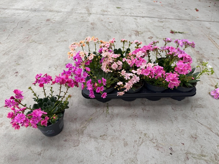 <h4>LEWI MOU DREAMS GEM</h4>