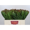 Leucadendron Goldstrike