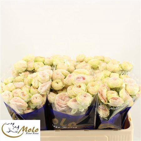 <h4>R Tr Sweet Giselle!</h4>