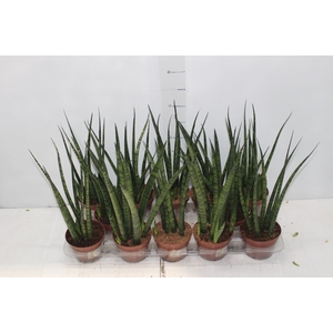 SANSEVIERIA JAPONESA NEW WAY P11